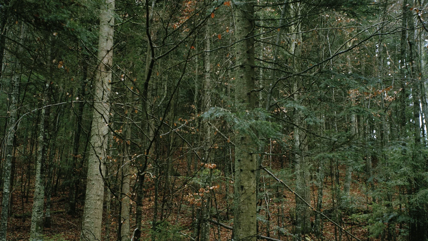 A dense forest of slender tree trunks and green branches in Han Pijesak, Bosnia and Herzegovina.